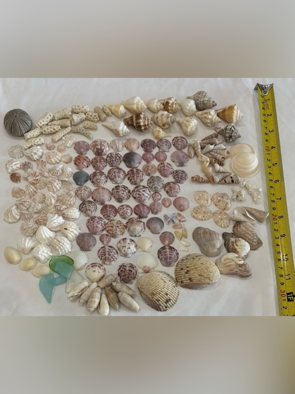 165 MIX SEASHELLS SHELLS SMALLER SIZE SANIBEL, FLORIDA CRAFT /COLLECTER LOT - Picture 2 of 6
